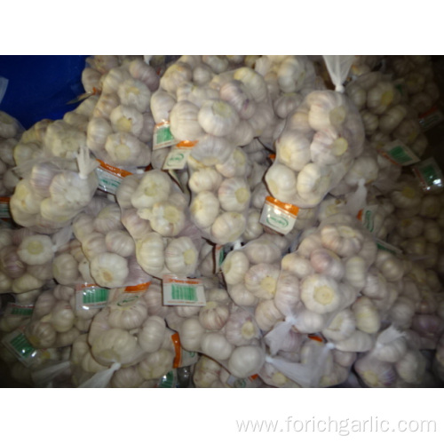 Fresh Normal White Garlic Size 5.0